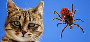 猫寄生虫视频演示-猫跳蚤